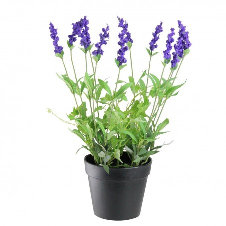 Seme Lavande (Lavandula angustifolia Mill) | 2,00 €