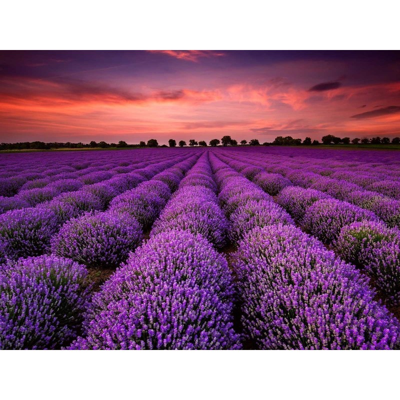 Graines de Lavandula - Lavande | 2,00 €