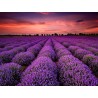 Graines de Lavandula - Lavande | 2,00 €