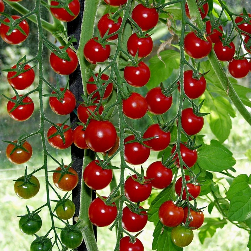 Semillas de tomate SUPERSWEET 100 1.85 - 1