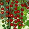Semillas de tomate SUPERSWEET 100