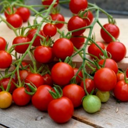 Semillas de tomate SUPERSWEET 100 1.85 - 2