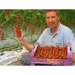 Σπόροι ντομάτας SUPERSWEET 100 1.85 - 3