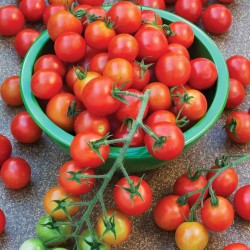 Σπόροι ντομάτας SUPERSWEET 100 1.85 - 4