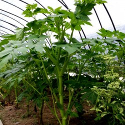 Heilpflanze Morgenblatt - Ashitaba Samen 3.95 - 10