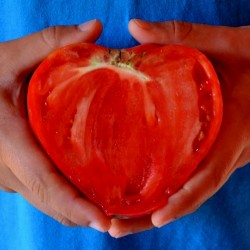 Semillas de tomate Oxheart 1.75 - 2