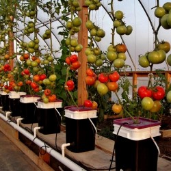 Semillas de tomate hidropónico PETROUSA DRAMA 1.65 - 1