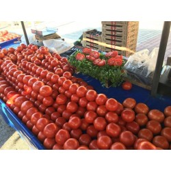 Graines de Tomate Hydroponique DRAMA PETROUSA 1.65 - 2