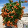 Sementes de Trombeta (Campsis radicans) | 1,95 €