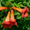 Sementes de Trombeta (Campsis radicans) | 1,95 €