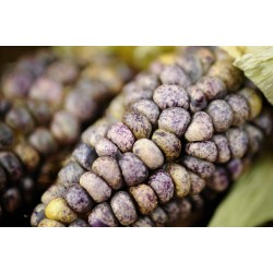 Sementes de Milho Peruano Branco Violeta Preto "K'uyu Chuspi" 2.45 - 8