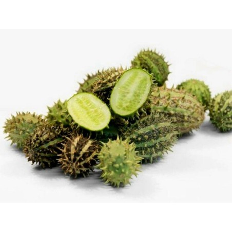 Price: €1.95 - African Horned Cucumber seeds (Cucumis zambianus) - 