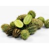 Price: €1.95 - African Horned Cucumber seeds (Cucumis zambianus) - 