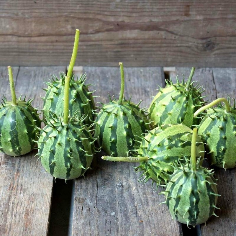 Price: €1.95 - African Horned Cucumber seeds (Cucumis zambianus) - 