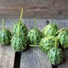 Price: €1.95 - African Horned Cucumber seeds (Cucumis zambianus) - 