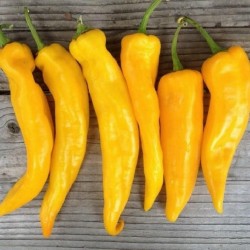 MARCONI Golden Seme Slatke Paprike - Zuta Paprika 1.65 - 2