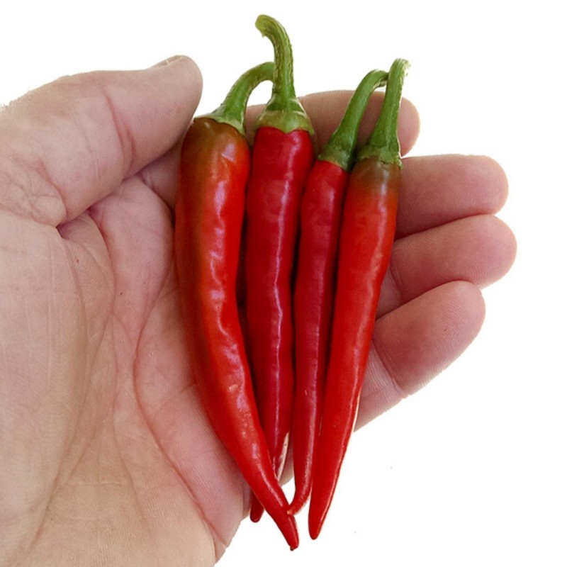 Hot Chilli Pepper RING OF FIRE Seeds 1.7 - 3