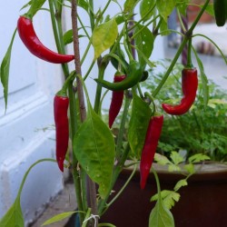 Hot Chilli Pepper RING OF FIRE Seeds 1.7 - 2