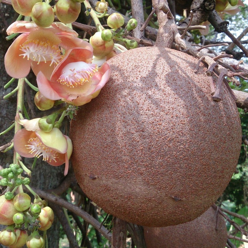 Kanonenkugelbaum Samen (Couroupita guianensis) 4.95 - 1