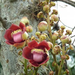 Kanonenkugelbaum Samen (Couroupita guianensis) 4.95 - 8
