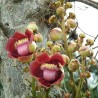 Topovska kugla Seme (Couroupita guianensis) | 4,95 €