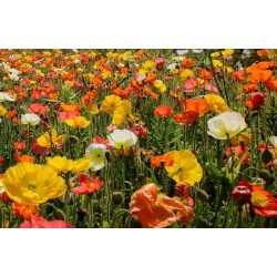 Shirley Poppy Seeds Mixed Colors, Decorative, Ornamental 2.05 - 3