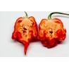 Carolina Reaper Seeds Red or Yellow Worlds Hottest 2.45 - 4