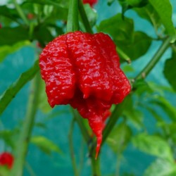 Carolina Reaper Samen rot oder gelb Chilli 2.45 - 5