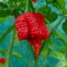 Carolina Reaper Seeds Red or Yellow Worlds Hottest 2.45 - 5