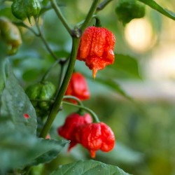 Carolina Reaper Seeds Red or Yellow Worlds Hottest 2.45 - 6