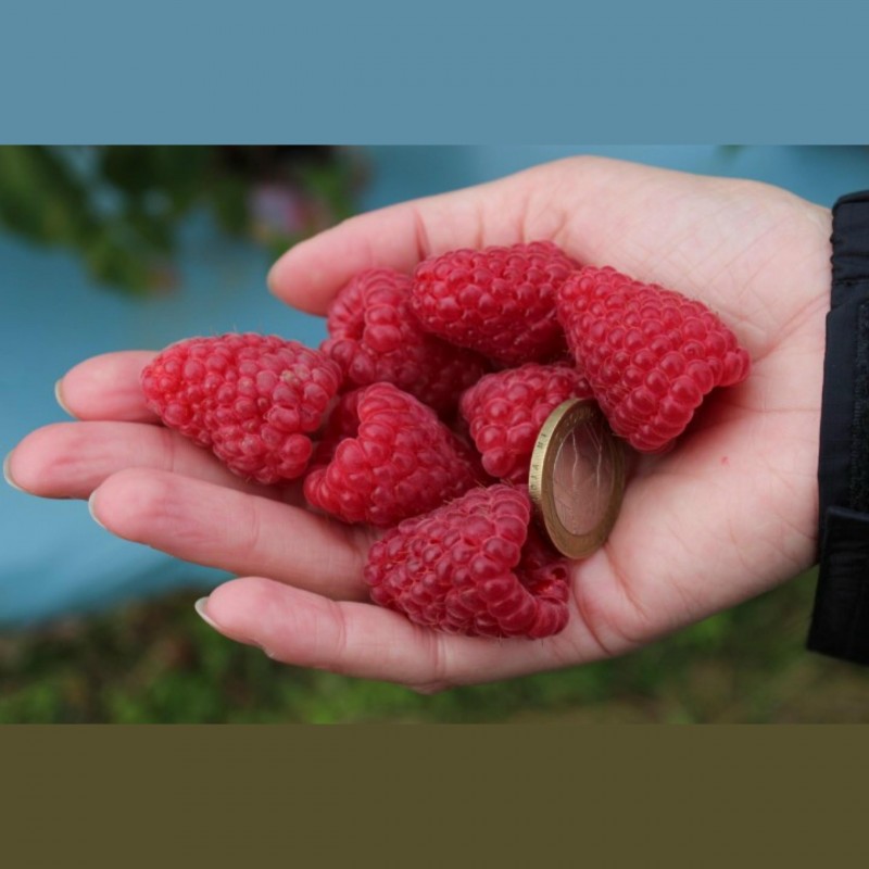 2000 stk Reines Rot Himbeeren Rubus Samen Seeds Antioxidant Obst Gemüse P Deko; 