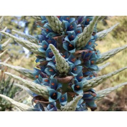 Blaue Puya Samen (Puya Berteroniana) 3.65 - 3