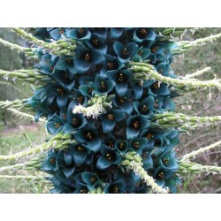 Blaue Puya Samen (Puya Berteroniana) 3.65 - 4