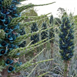 Blaue Puya Samen (Puya Berteroniana) 3.65 - 5