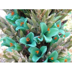 Plava PUYA Seme (Puya berteroniana) 3.65 - 6