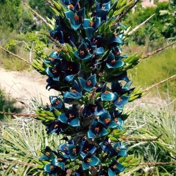Blaue Puya Samen (Puya Berteroniana) 3.65 - 8