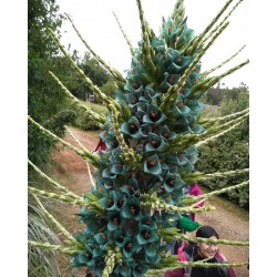 Plava PUYA Seme (Puya berteroniana) 3.65 - 9