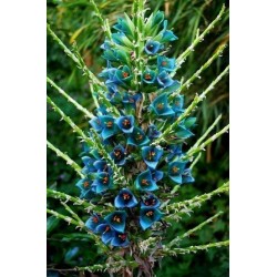 Plava PUYA Seme (Puya berteroniana) 3.65 - 10