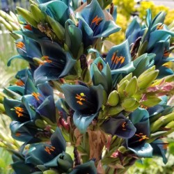 Blaue Puya Samen (Puya Berteroniana) 3.65 - 11
