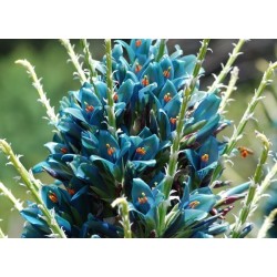 Plava PUYA Seme (Puya berteroniana) 3.65 - 13