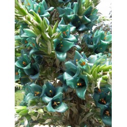 Blaue Puya Samen (Puya Berteroniana) 3.65 - 15