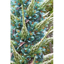 Blaue Puya Samen (Puya Berteroniana) 3.65 - 17