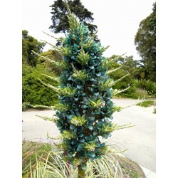 Plava PUYA Seme (Puya berteroniana) 3.65 - 19