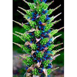 Plava PUYA Seme (Puya berteroniana) 3.65 - 20