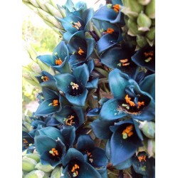 Blaue Puya Samen (Puya Berteroniana) 3.65 - 23