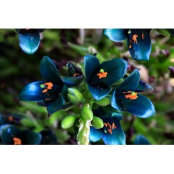 Blaue Puya Samen (Puya Berteroniana) 3.65 - 24
