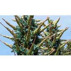 Plava PUYA Seme (Puya berteroniana) 3.65 - 25