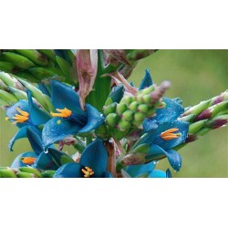 Plava PUYA Seme (Puya berteroniana) 3.65 - 26