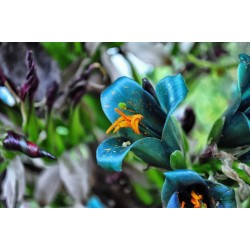 Blaue Puya Samen (Puya Berteroniana) 3.65 - 27