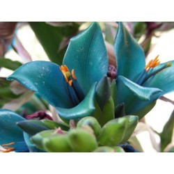 Semi blu di Puya (Puya berteroniana) 3.65 - 28